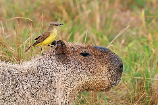 Cattle tyrant and capybara